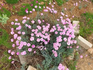 알 수 없음님의 파 · 자유게시판 작성글 사진