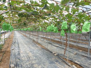 정이오가네농원님의 팜모닝 · 출석 작성글 사진