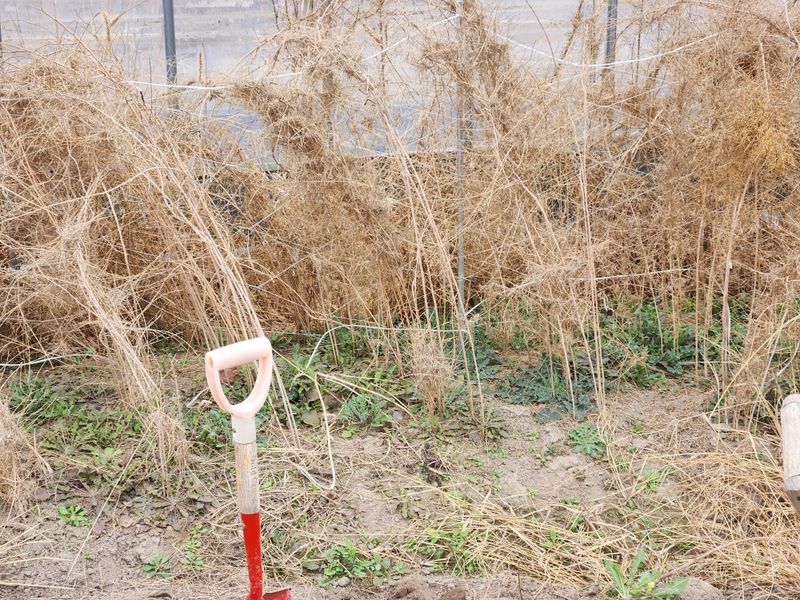 이창신님의 장터 판매 상품 [천문동종근4년생20포기] 첨부 사진