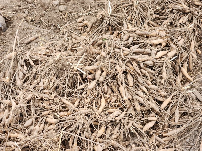 이창신님의 장터 판매 상품 [천문동종근4년생20포기] 첨부 사진