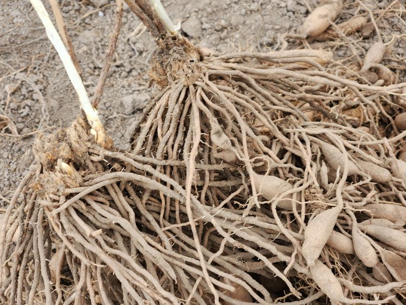 이창신님의 장터 판매 상품 [천문동종근4년생20포기] 첨부 사진