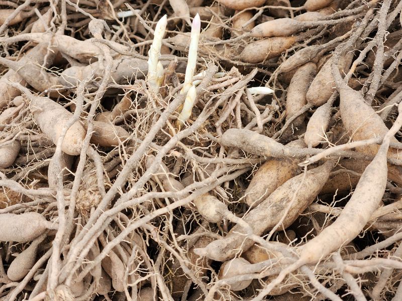 이창신님의 장터 판매 상품 [천문동종근4년생20포기] 첨부 사진