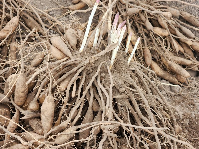 이창신님의 장터 판매 상품 [천문동종근4년생20포기] 첨부 사진