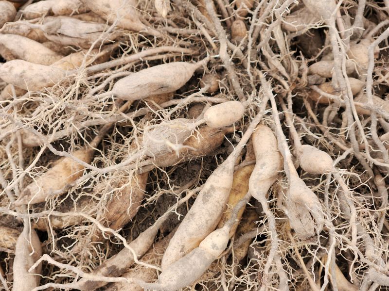 이창신님의 장터 판매 상품 [천문동종근4년생20포기] 첨부 사진