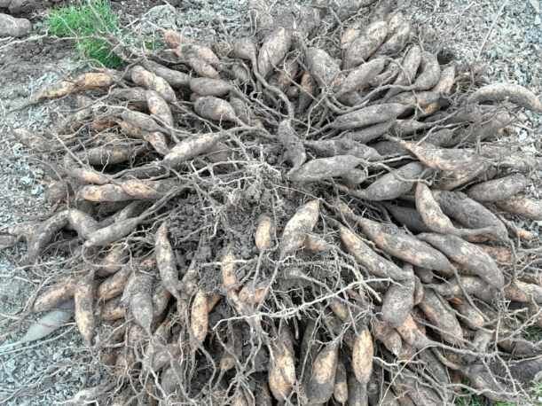 이창신님의 장터 판매 상품 [천문동종근4년생20포기] 첨부 사진