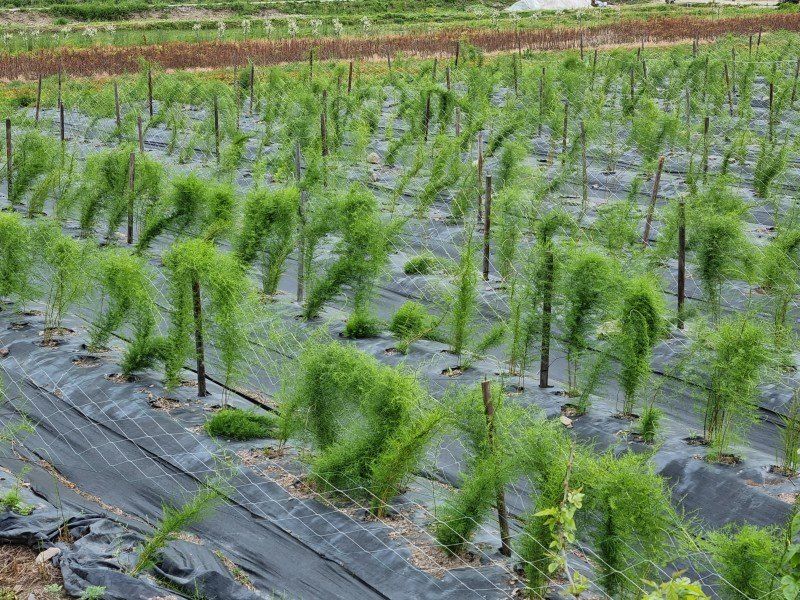 이창신님의 장터 판매 상품 [천문동종근4년생20포기] 첨부 사진