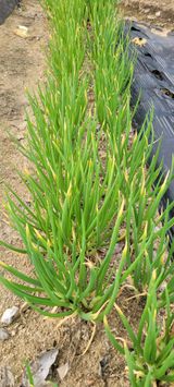 팜모닝 파·병해충상담 게시글 이미지