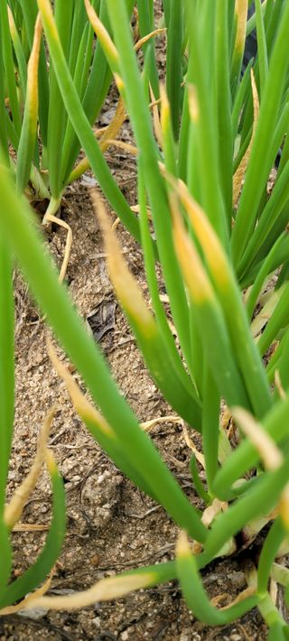 니나노님의 파 · 병해충상담 작성글 사진