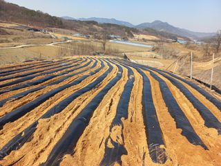 한태훈님의 고구마 · 영농일지 작성글 사진