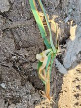 팜모닝 마늘·병해충상담 게시글 이미지