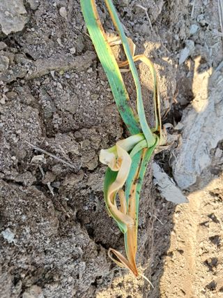 배추7123님의 마늘 · 병해충상담 작성글 사진