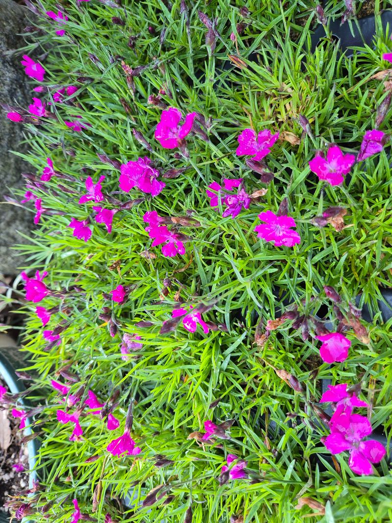 장터 상품 [패랭이 꽃잔디] 썸네일