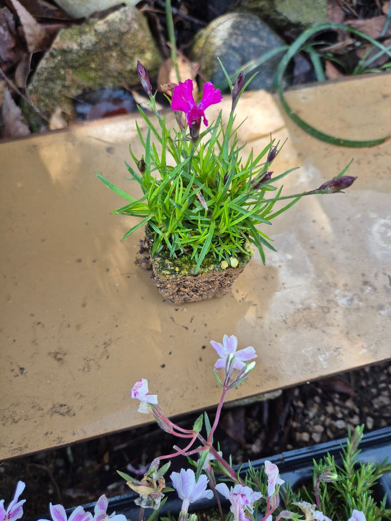 박병준님의 장터 판매 상품 [패랭이 꽃잔디] 첨부 사진