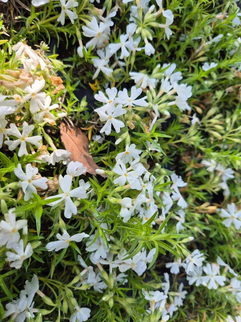박병준님의 장터 판매 상품 [패랭이 꽃잔디] 첨부 사진