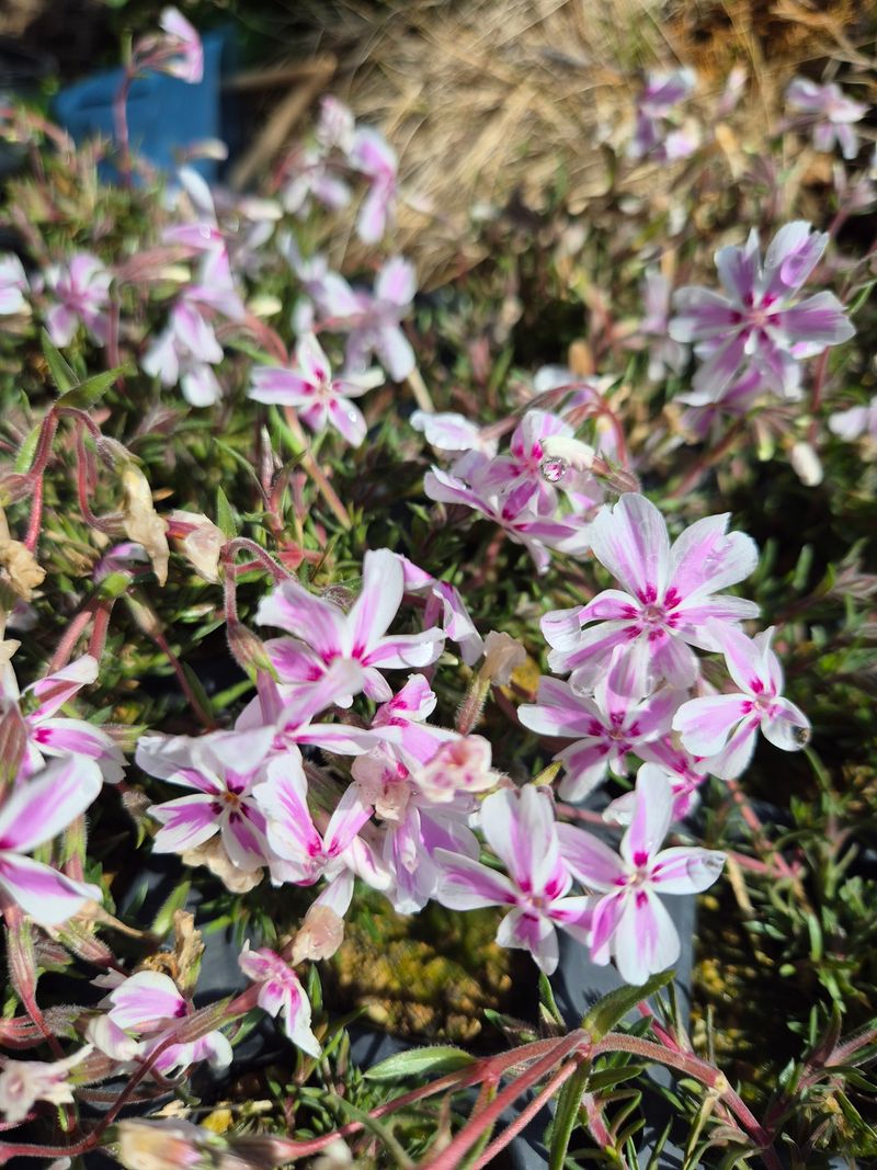 박병준님의 장터 판매 상품 [패랭이 꽃잔디] 첨부 사진