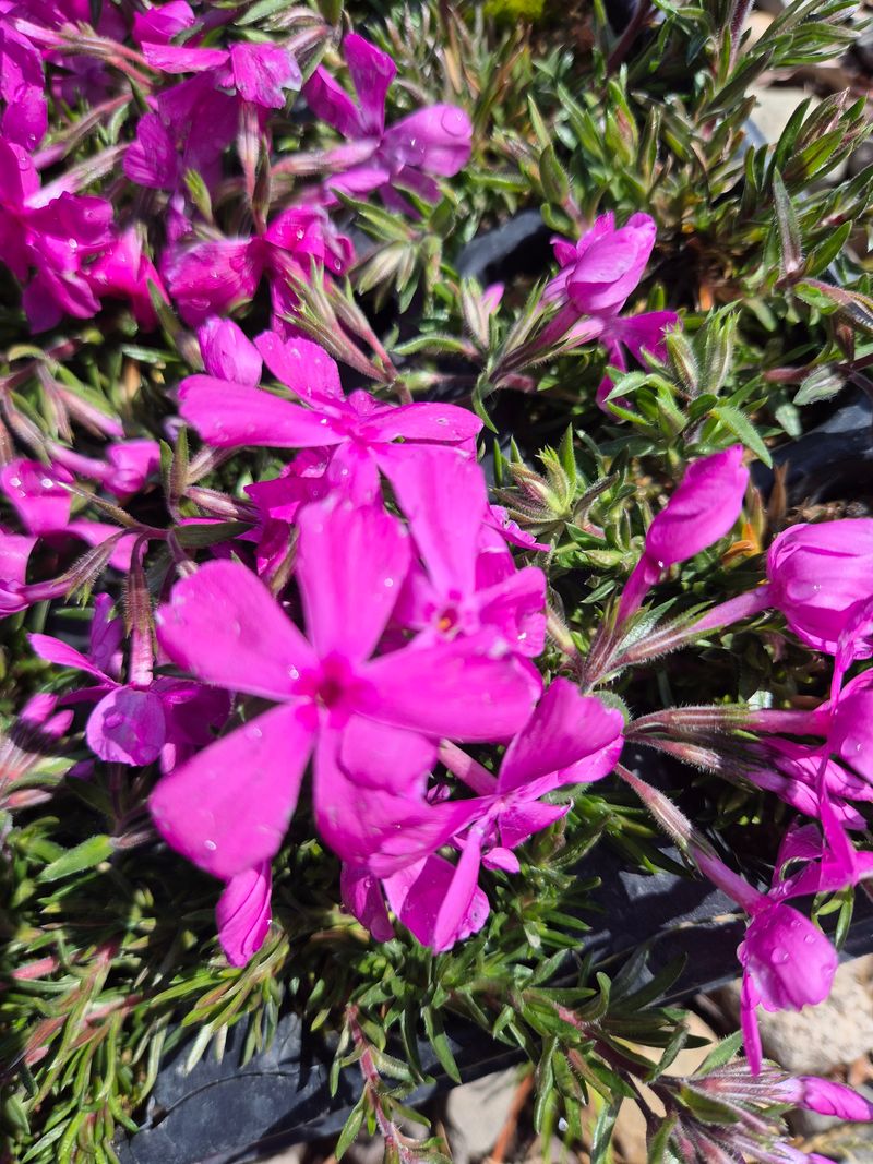 박병준님의 장터 판매 상품 [패랭이 꽃잔디] 첨부 사진