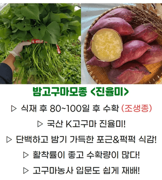 김동수님의 고구마 · 자유게시판 작성글 사진