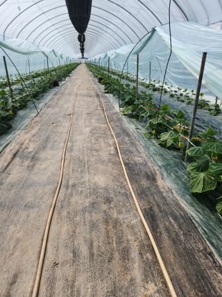 헤르만헤세님의 오이 · 영농일지 작성글 사진