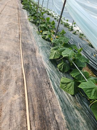 헤르만헤세님의 오이 · 영농일지 작성글 사진