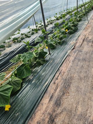 헤르만헤세님의 오이 · 영농일지 작성글 사진