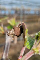 팜모닝 포도·병해충상담 게시글 이미지