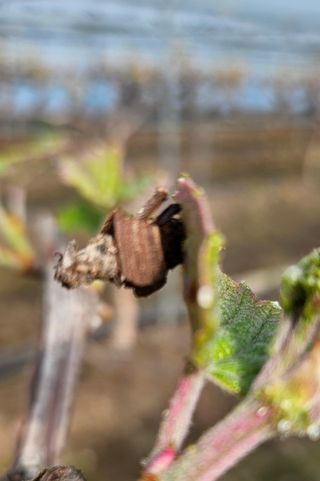 초보농부님의 포도 · 병해충상담 작성글 사진