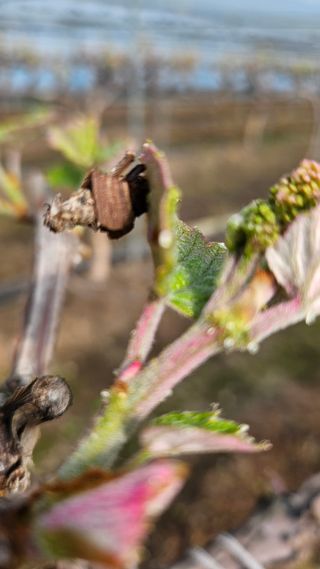 초보농부님의 포도 · 병해충상담 작성글 사진