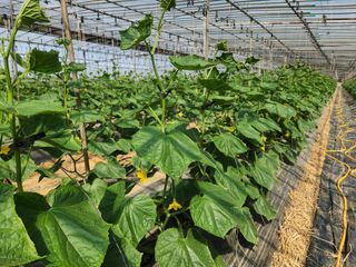 유덕균님의 오이 · 영농일지 작성글 사진