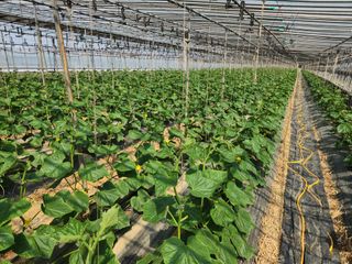 유덕균님의 오이 · 영농일지 작성글 사진