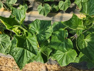 유덕균님의 오이 · 영농일지 작성글 사진