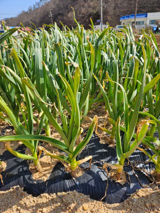 osm님의 마늘 · 영농일지 작성글 사진