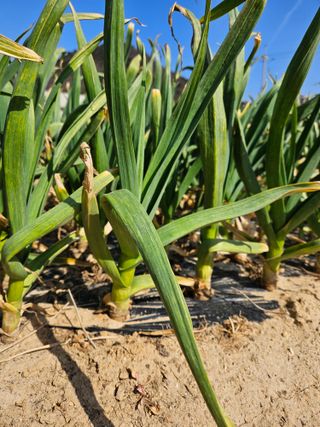 osm님의 마늘 · 영농일지 작성글 사진