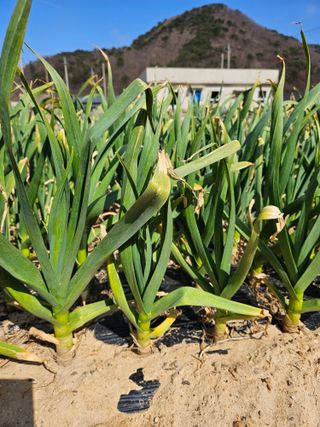 osm님의 마늘 · 영농일지 작성글 사진