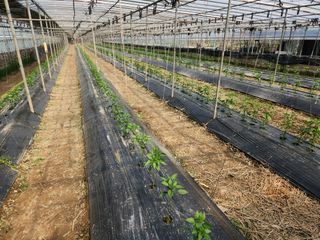 유덕균님의 고추 · 영농일지 작성글 사진