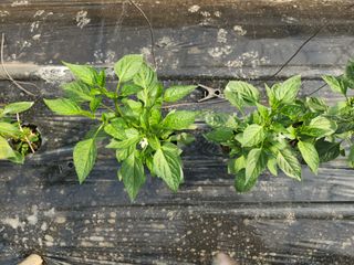 유덕균님의 고추 · 영농일지 작성글 사진