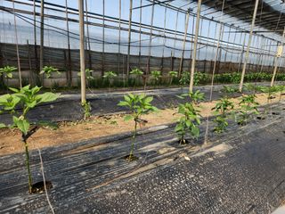 유덕균님의 고추 · 영농일지 작성글 사진