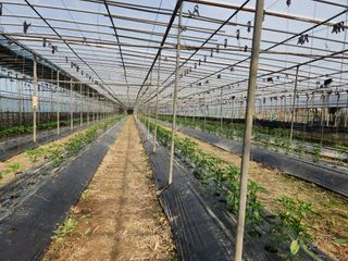 유덕균님의 고추 · 영농일지 작성글 사진