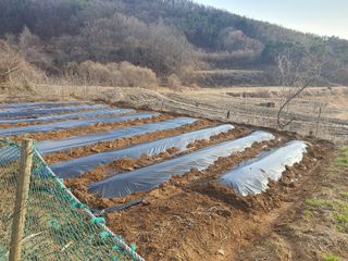 안씨농원님의 감자 · 영농일지 작성글 사진