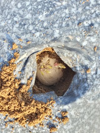 안씨농원님의 감자 · 영농일지 작성글 사진