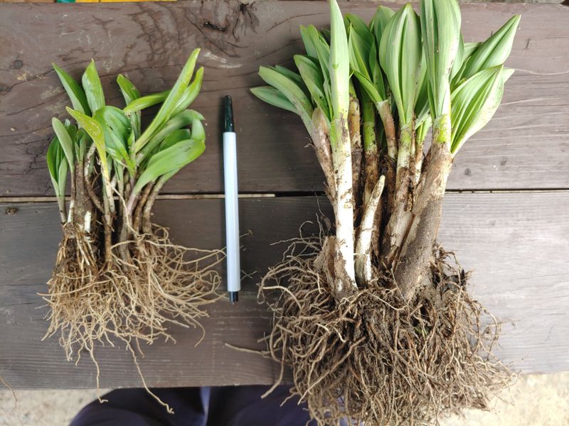 장터 상품 [명이모종] 썸네일