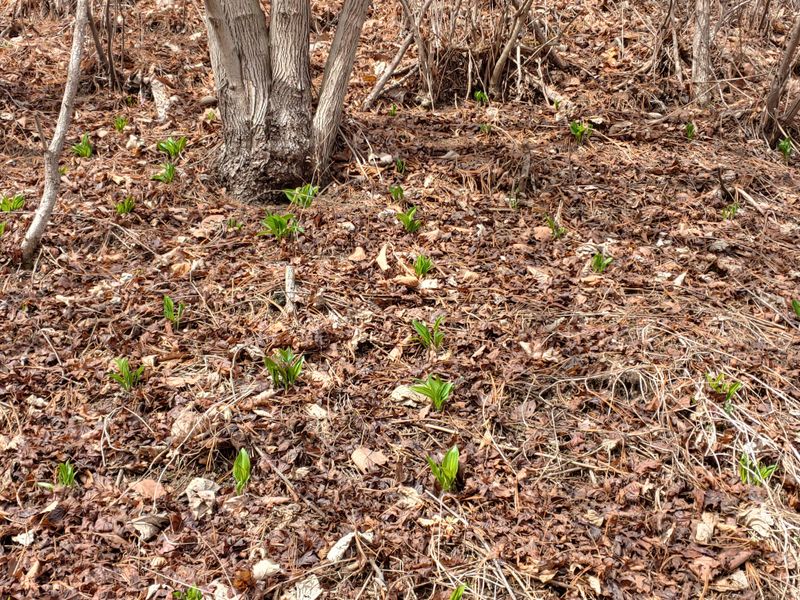 윤정숙님의 장터 판매 상품 [명이모종] 첨부 사진