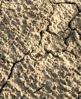 팜모닝 콩·병해충상담 게시글 이미지