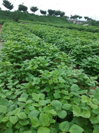 안재명님의 팜모닝 · 출석 작성글 사진