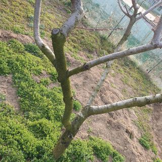 복숭아2022님의 농사, 무엇이든 물어보세요! · 참여글 작성글 사진