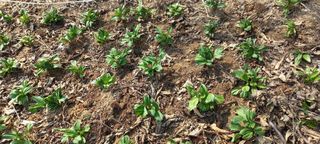 한학수님의 참깨 · 자유게시판 작성글 사진