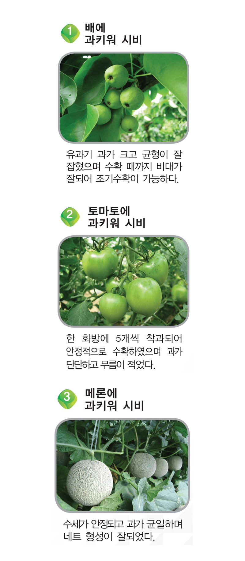 삼익농자재님의 장터 판매 상품 [[도프] 과키워 1L/4L 과일비대제 동물성아미노산 감 사과 귤 블루베리 등 전작물 추천] 첨부 사진