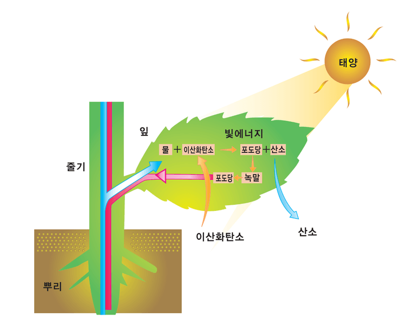 삼익농자재님의 장터 판매 상품 [[도프] 과키워 1L/4L 과일비대제 동물성아미노산 감 사과 귤 블루베리 등 전작물 추천] 첨부 사진