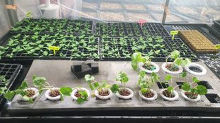 나무도깨비농원님의 기타작물 · 영농일지 작성글 사진