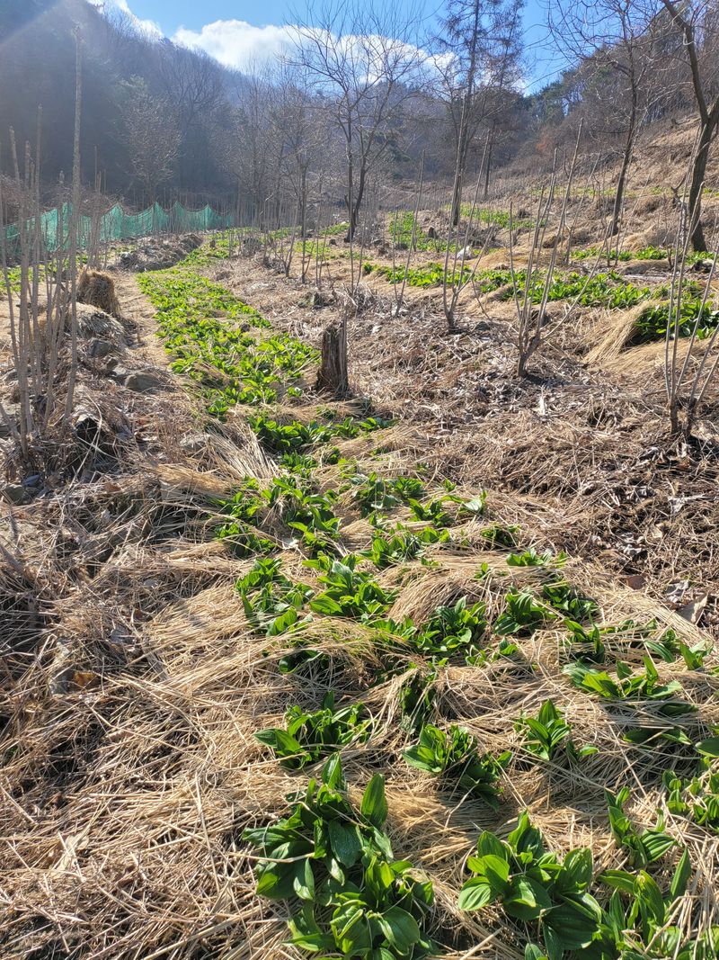 귀농 임업인님의 장터 판매 상품 [명이나물(잎명이 생채)1kg] 첨부 사진
