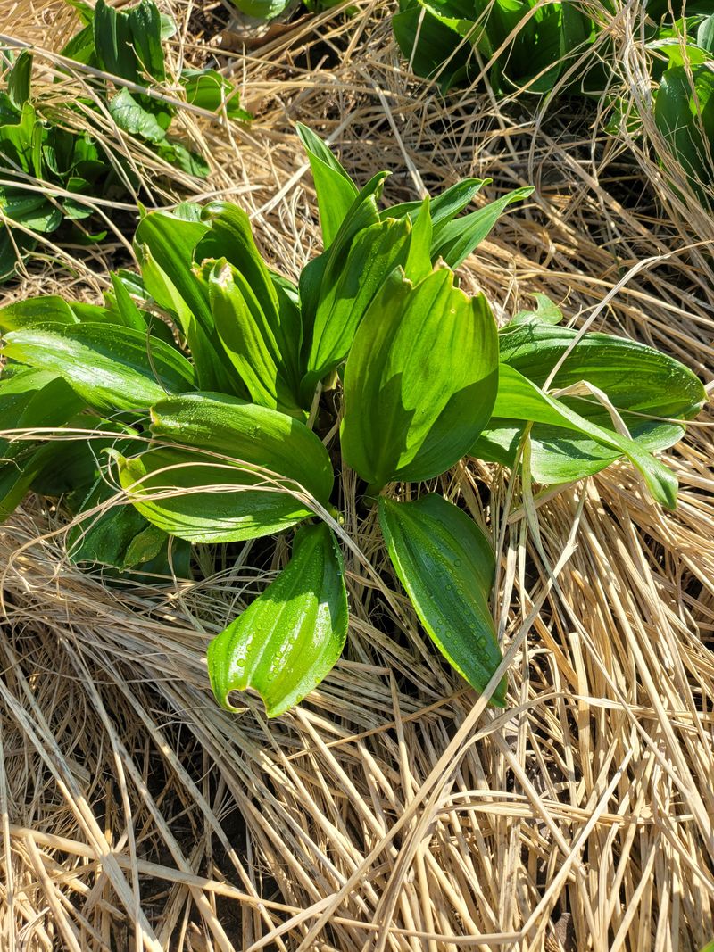 귀농 임업인님의 장터 판매 상품 [명이나물(잎명이 생채)1kg] 첨부 사진
